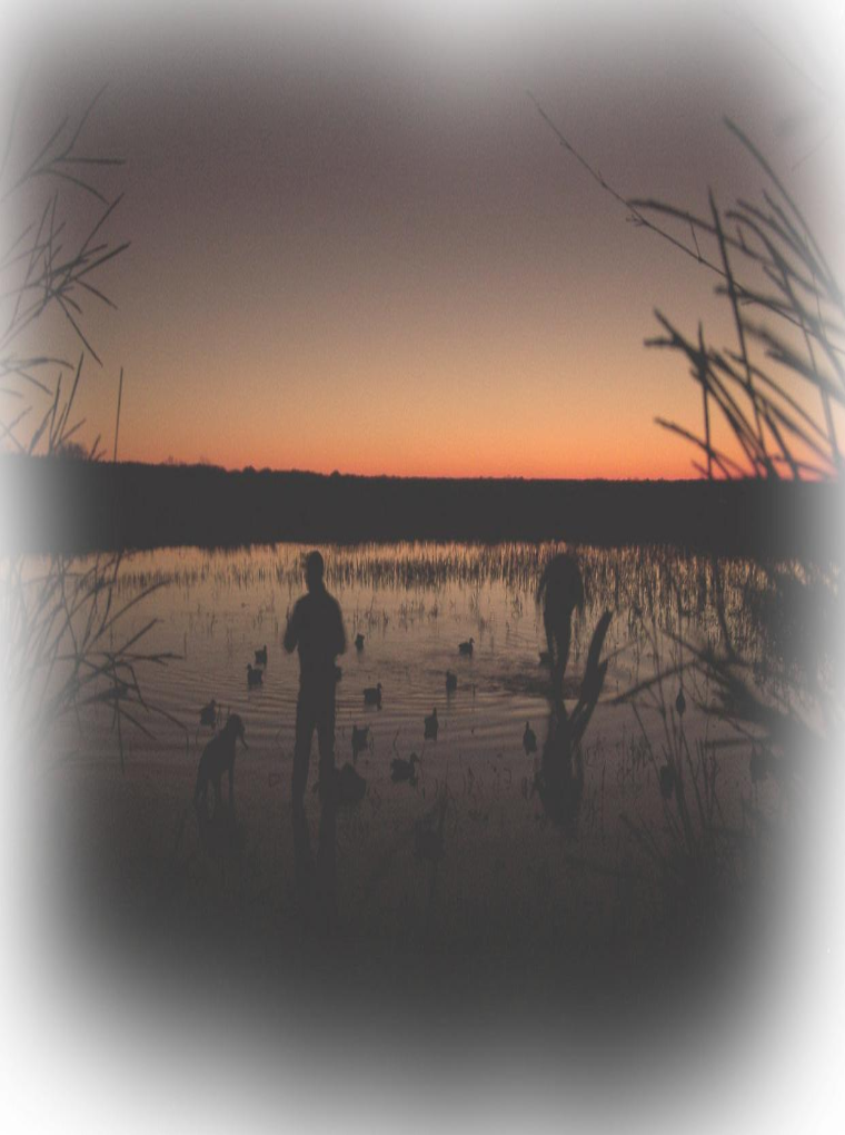 North Texas Duck Hunts|A limit of Mallards