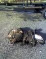 Hunting for ducks in north texas 