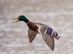 Mallard